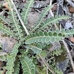 Asplenium ceterach Листок