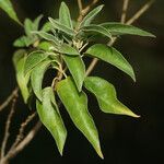 Croton flavens Leaf
