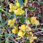 Berberis verruculosa Blüte