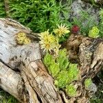 Sempervivum grandiflorum Bloem