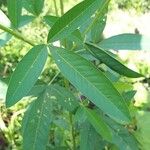 Crotalaria pallida Лист