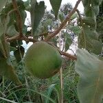 Solanum lycocarpum Fruchs