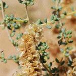 Salsola longifolia 花