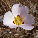 Calochortus flexuosus Blodyn