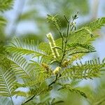 Acacia angustissima Лист