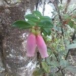 Arctostaphylos uva-ursi 花