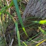 Scirpus atrovirens Lapas