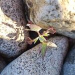 Atriplex glabriuscula Folla