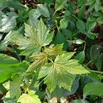 Acer sterculiaceum 叶