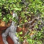 Ficus ilicina Habit