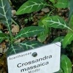 Crossandra massaica Лист