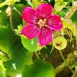 Malva assurgentiflora Flor