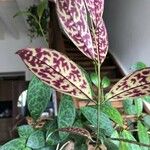 Aeschynanthus longicaulis Leaf