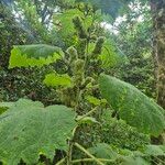 Girardinia diversifolia Blatt