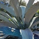 Agave shaferi Blad