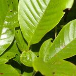 Vitex cooperi Hoja