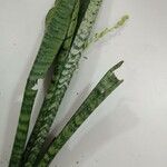 Sansevieria hyacinthoides Fulla