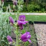 Penstemon cobaea Flor