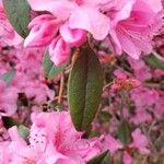 Rhododendron catawbiense ഇല