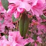 Rhododendron catawbiense Leaf