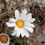 Leucanthemopsis alpina 花