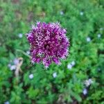 Allium rotundum Virág