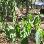 Solanum scabrum برگ