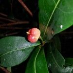 Excoecaria thouarsiana Fruto