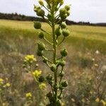 Neslia paniculata 果実