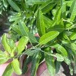 Convolvulus floridus Leaf