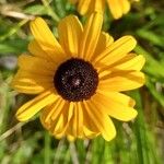 Rudbeckia fulgidaFlower