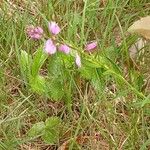 Polygala nicaeensis Fula