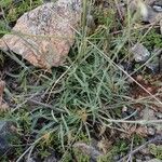 Silene bupleuroides Leaf