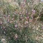 Erica erigena Blüte