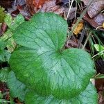 Ranunculus cortusifolius Leaf