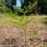 Pteridium caudatum Elinympäristö