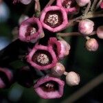 Saurauia napaulensis Цветок