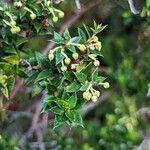 Gaultheria mucronata Other