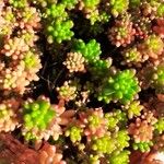 Sedum albumLeaf