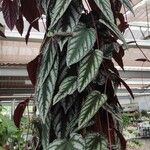 Cissus javana Hábito