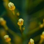 Lophanthera lactescens Flor