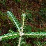 Abies nebrodensis 其他