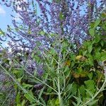 Salvia abrotanoidesΛουλούδι