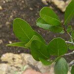 Diospyros palmeri Hoja