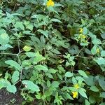 Impatiens noli-tangere Habit