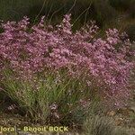 Limonium insigne Habit