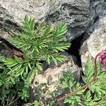 Dicentra formosa 葉