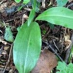 Platanthera bifolia List