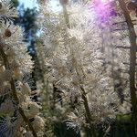 Actaea racemosa Цветок