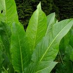 Rumex verticillatus Leaf